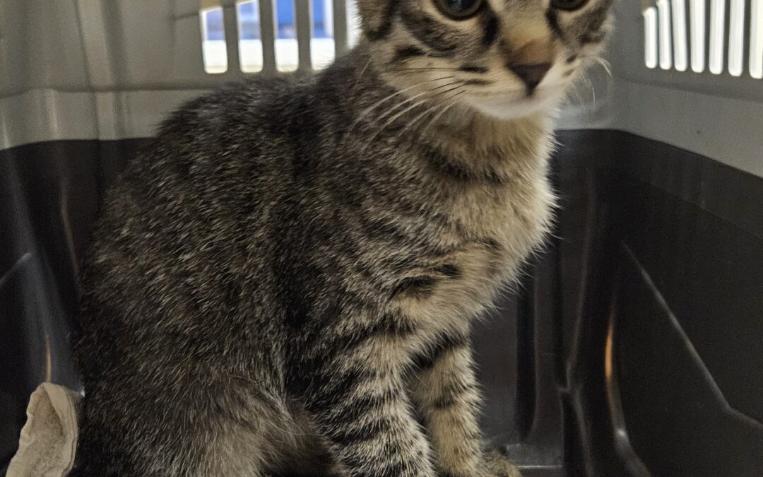 Fundkatze Imst, 19.12.25