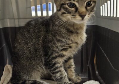 Fundkatze Imst, 19.12.25