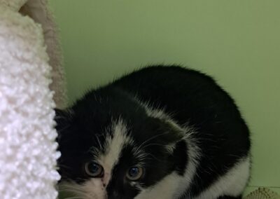 Fundkitten, Hall in Tirol  (12/2025)