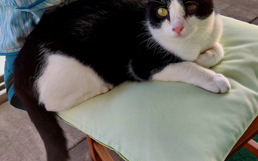 Nacho, Hall in Tirol  (12/2025)