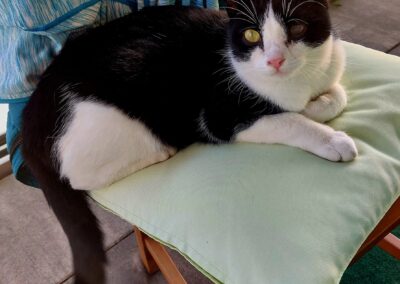 Nacho, Hall in Tirol  (12/2025)