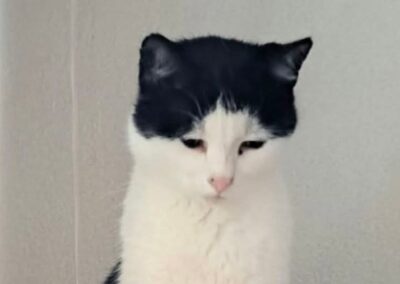 Bubu, Hatting (12/2025)