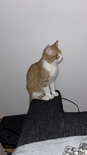 Fundtier Kater, Imst  (12/2025)