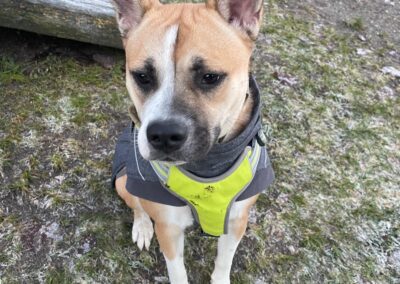 Fundtier Hund, Innsbruck  (12/2025)