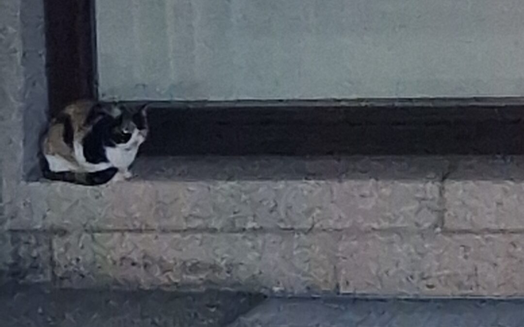 Sichtung Katze, Innsbruck  (12/2025)