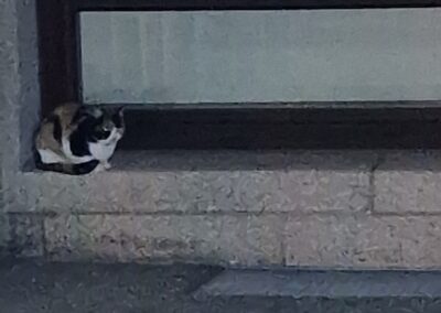 Sichtung Katze, Innsbruck  (12/2025)