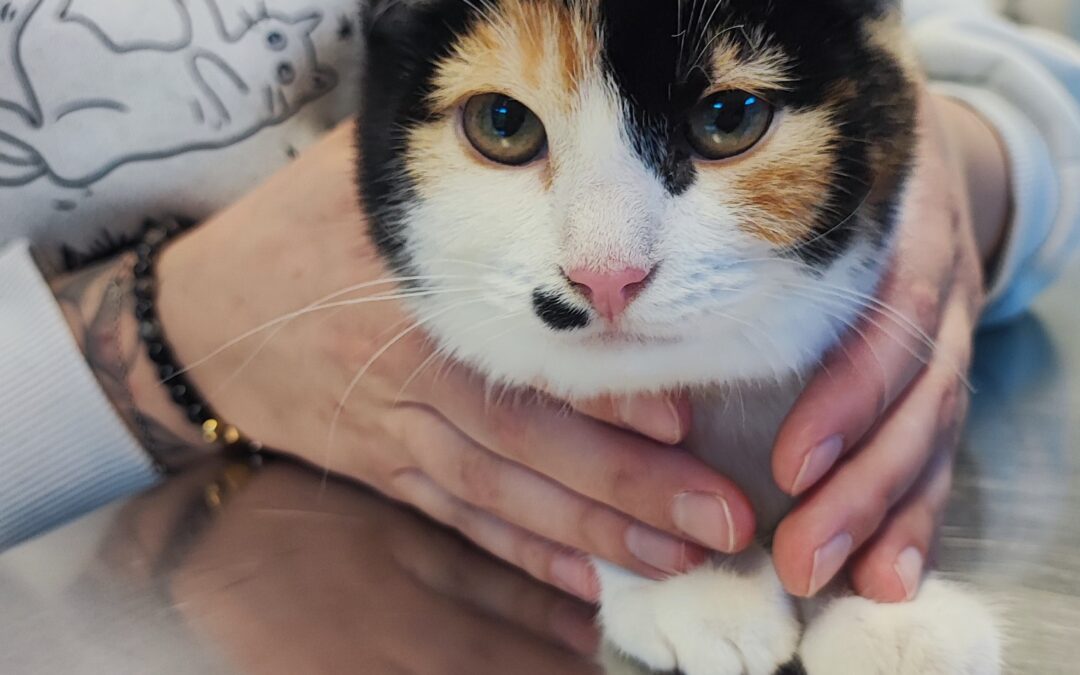 Fundtier Katze, Innsbruck  (12/2025)