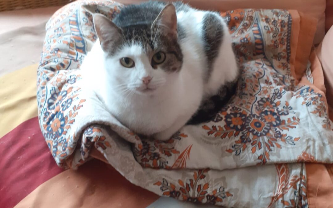 Mietzi, Kufstein (12/2025)