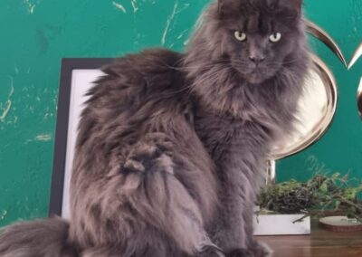 Tara, Innsbruck  (12/2025)