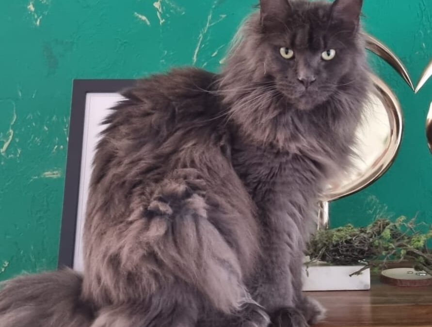 Tara, Innsbruck  (12/2025)