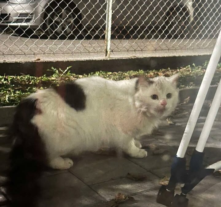 Sichtung Katze, Innsbruck  (12/2025)