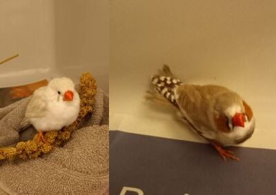 Fundtiere Zebrafinken, Innsbruck  (12/2025)