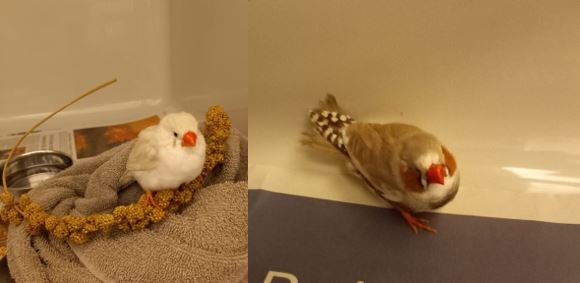 Fundtiere Zebrafinken, Innsbruck  (12/2025)