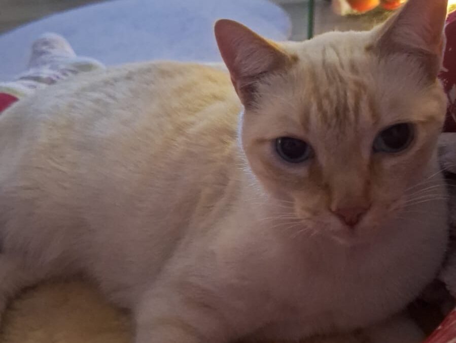 Fundkatze, Inzing (12/2025)