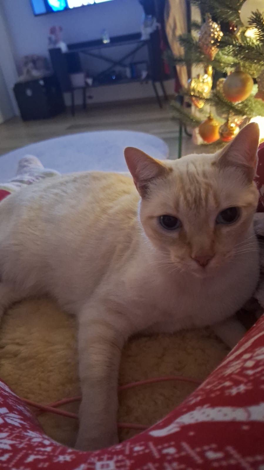 Inzing_Fundkatze Mühlweg1