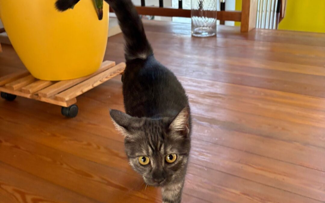 Fundkatze, Inzing (12/2025)