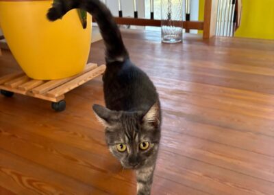 Fundkatze, Inzing (12/2025)