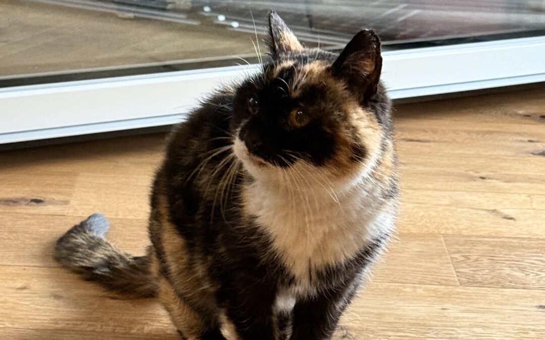 Fundtier Katze, Kematen in Tirol  (12/2025)