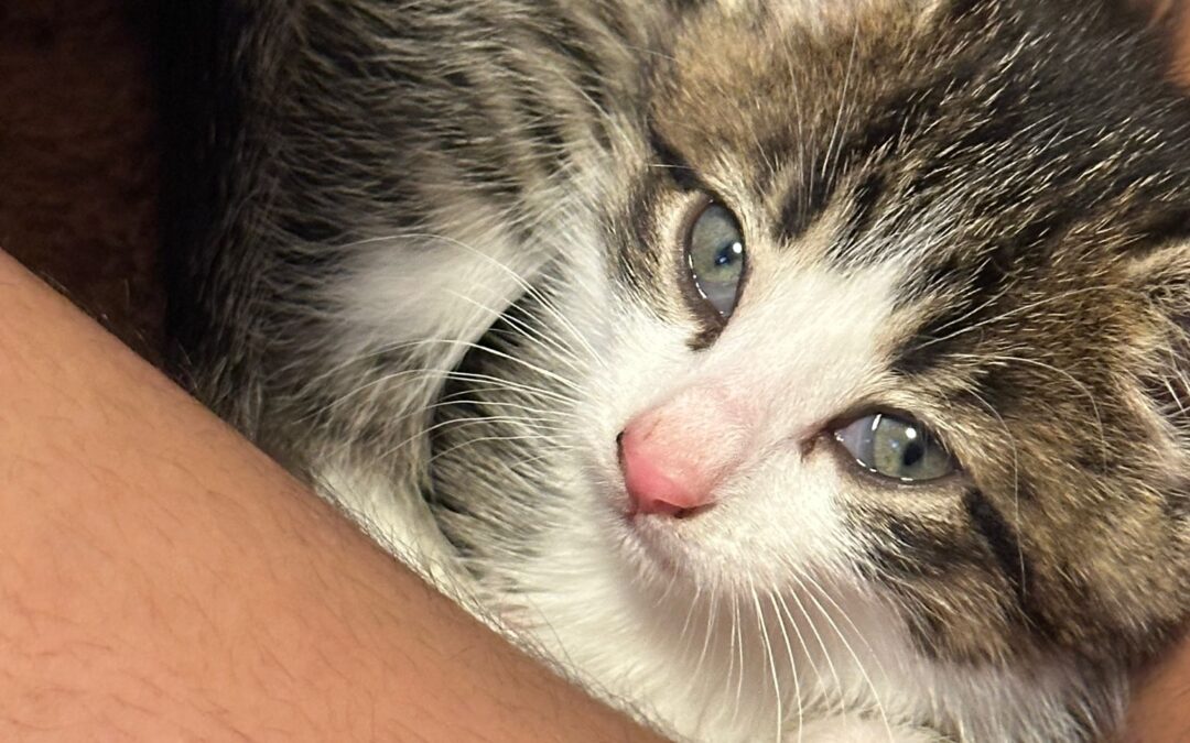 Fundtier Kater, Kirchbichl  (12/2025)