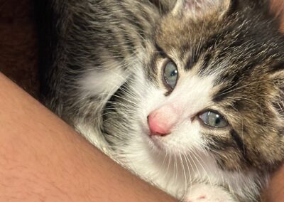 Fundtier Kater, Kirchbichl  (12/2025)