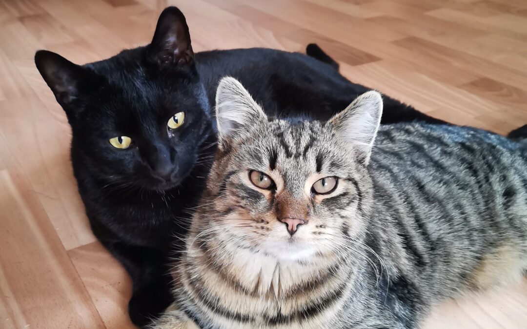 Kleini & Schnurrbert