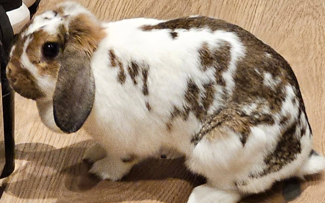 Fundtier Kaninchen, Kufstein  (12/2025)