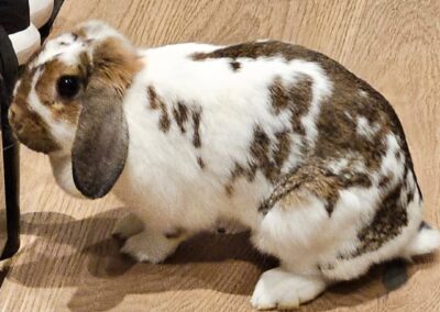 Fundtier Kaninchen, Kufstein  (12/2025)