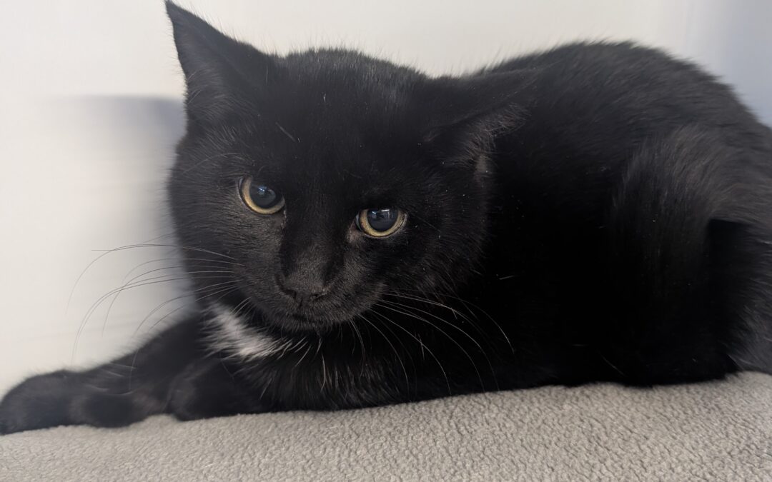 Fundtier Kater, Matrei am Brenner  (12/2025)