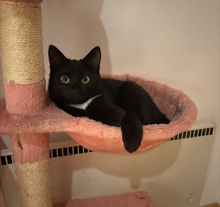 Lilly, Reith i. Alpbachtal (12/2025)