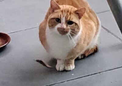 Fundtier Katze, Stams  (12/2025)