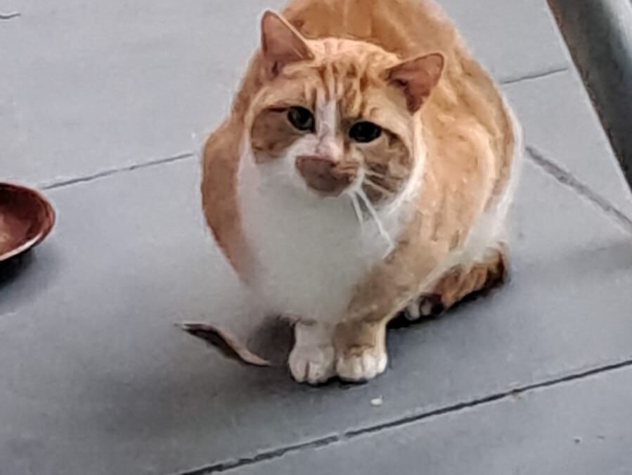 Fundtier Katze, Stams  (12/2025)