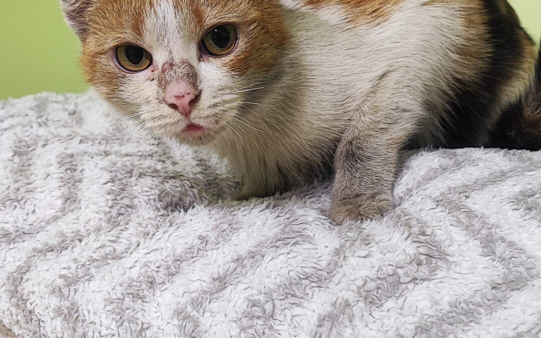 Fundtier Katze, Völs  (12/2025)