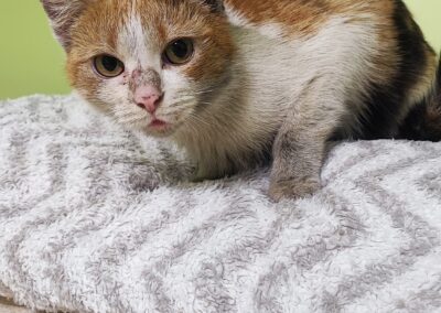 Fundtier Katze, Völs  (12/2025)