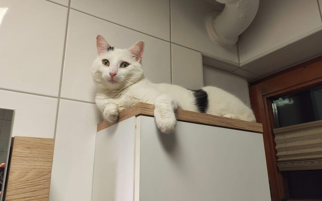 Fuzzy, Volders  (12/2025)