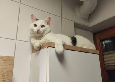 Fuzzy, Volders  (12/2025)