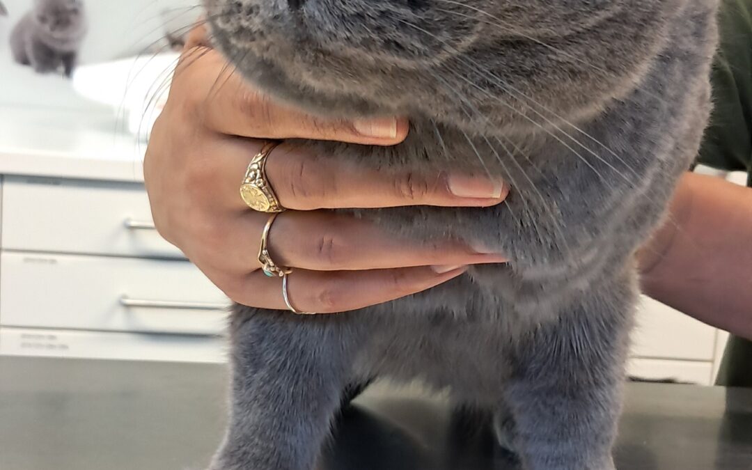 Fundtier Kater, Wörgl  (12/2025)