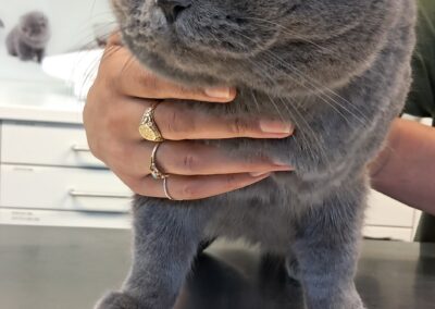 Fundtier Kater, Wörgl  (12/2025)