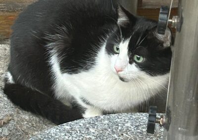 Sichtung Katze, Wörgl  (12/2025)