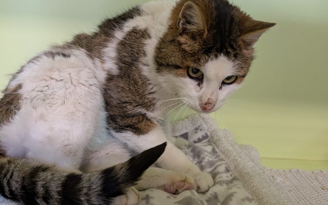 Fundtier Katze, Absam  (01/2026)