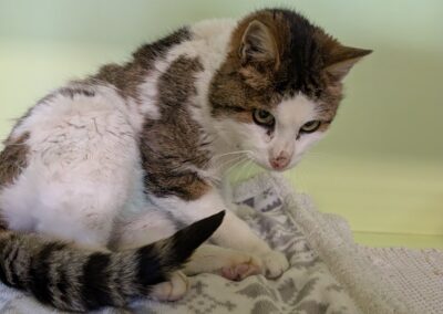 Fundtier Katze, Absam  (01/2026)