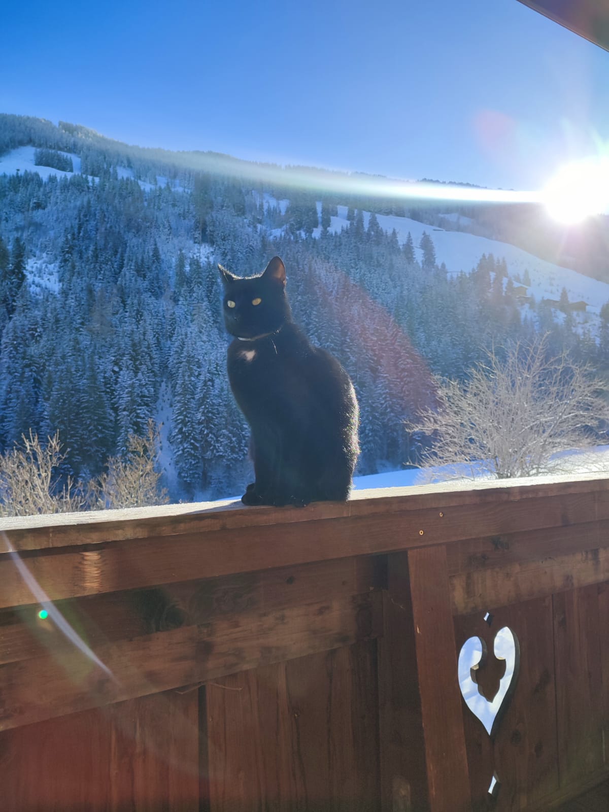 Alpbach_Kater_Toni
