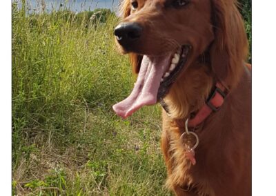 Bella, Pettneu am Arlberg(01/2026)