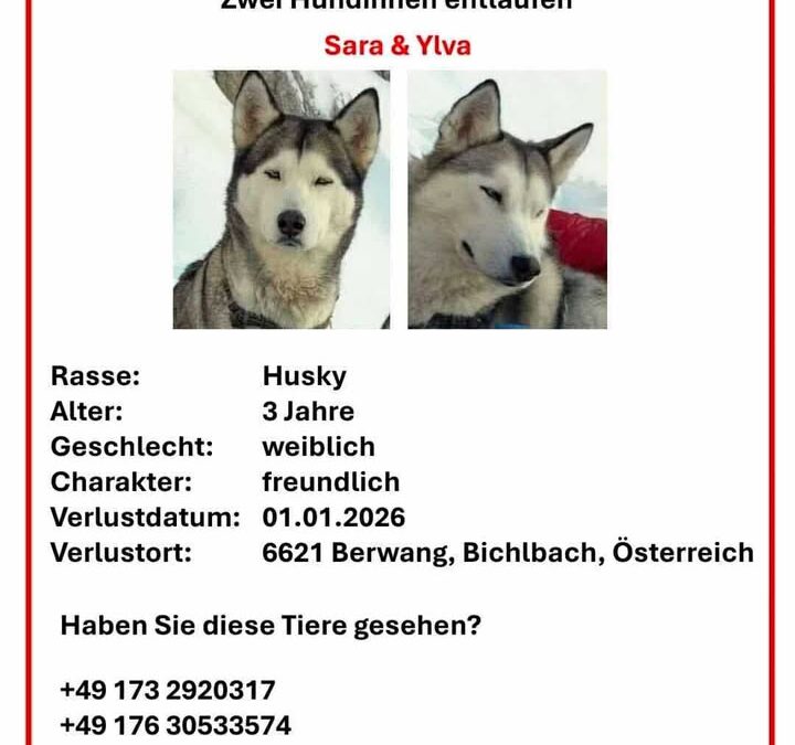 Ylva, Berwang  (01/2026)