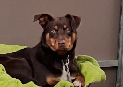 Fundhund, Kematen(01/2026)