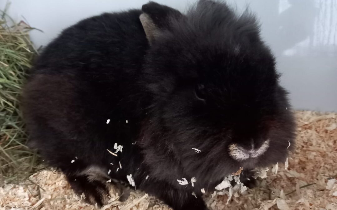 Fundkaninchen, Innsbruck (01/2026)