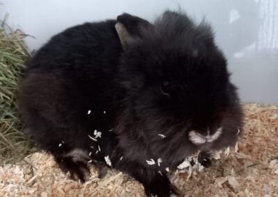 Fundkaninchen, Innsbruck (01/2026)