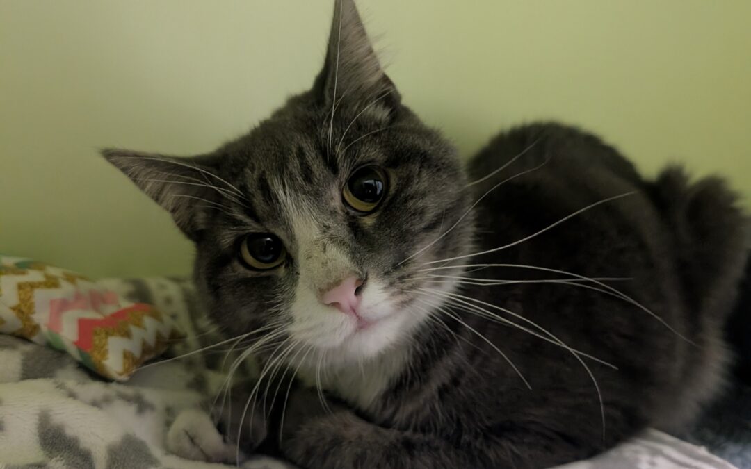 Fundkatze, Innsbruck (01/2025)