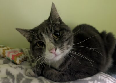 Fundkatze, Innsbruck (01/2025)