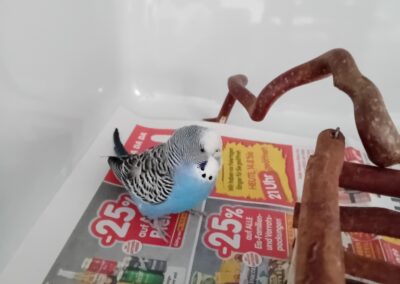 Fundtier Wellensittich, Innsbruck (01/2026)