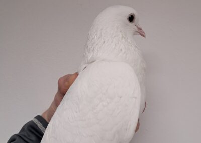 Fundtier Taube, Hall in Tirol  (01/2026)